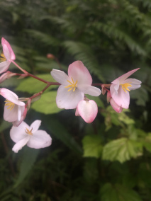 Begonia decandra
