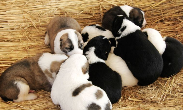 美系秋田犬 百度百科