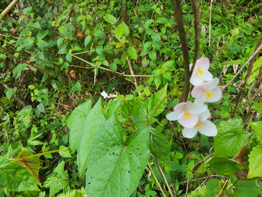 Begonia decandra