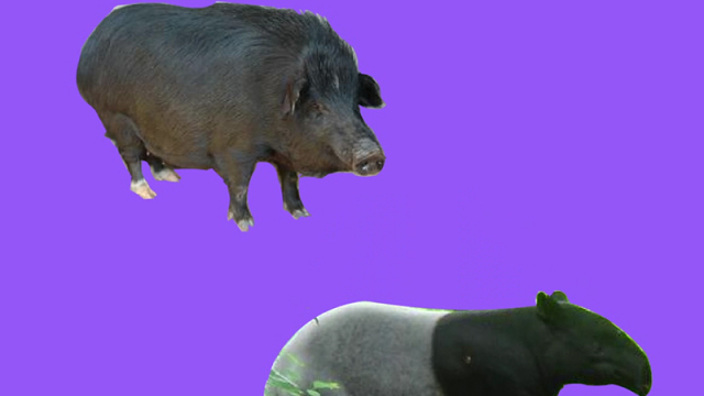 斑猪:有可以伸缩的短鼻