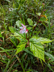 Begonia decandra