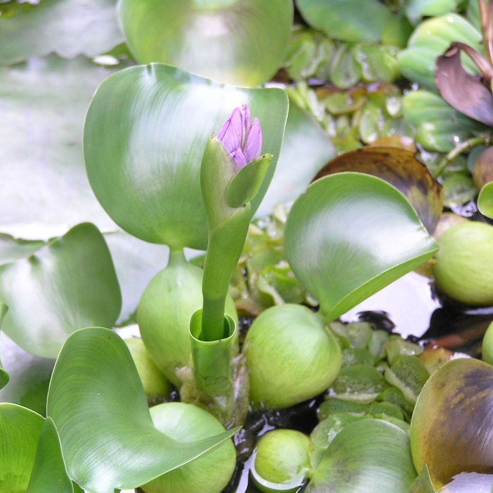 布袋莲 百度百科