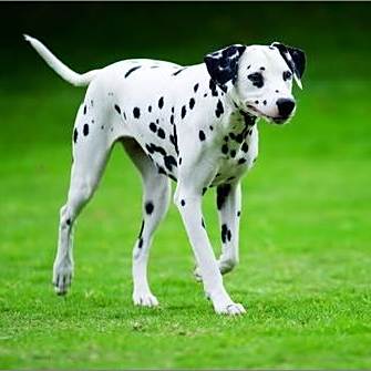 大麦町犬 犬科动物 百度百科