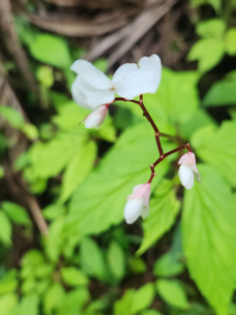 Begonia decandra