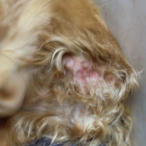犬瘟热 百度百科