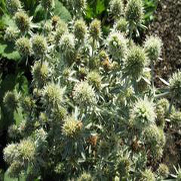 Eryngium planum 'White Glitter'_百度百科