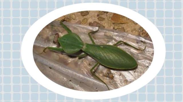 壮菱背螳_百度百科