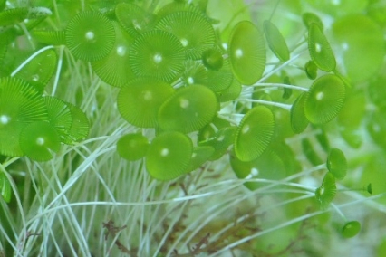 伞藻_百度百科