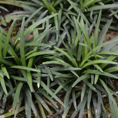 矮小山麦冬 百度百科