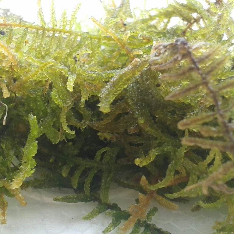 水苔 百度百科