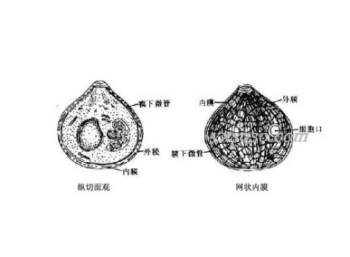 孢子虫_百度百科