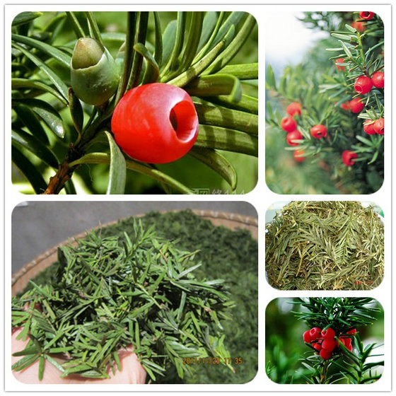 红豆杉(红豆杉科红豆杉属植物)_百度百科