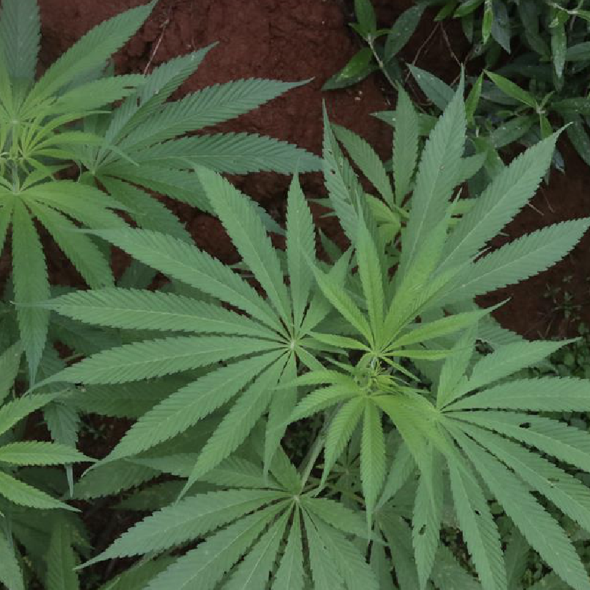 大麻 桑科大麻属植物 百度百科