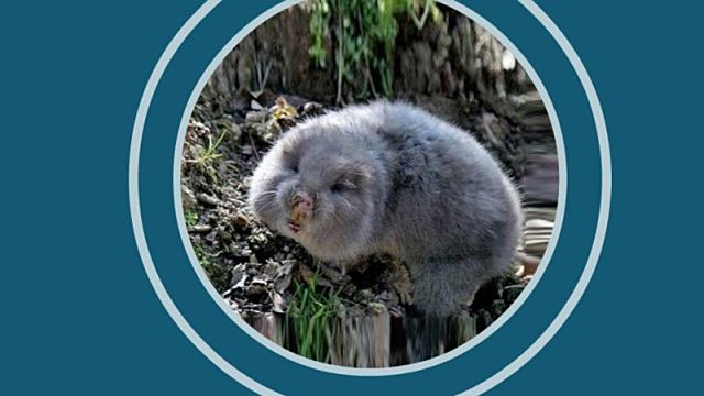 地羊:背毛银灰色而略带淡赭色