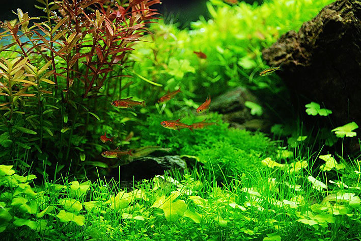 水草 百度百科