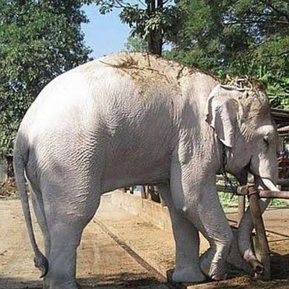 白象 大象的稀有品种 百度百科