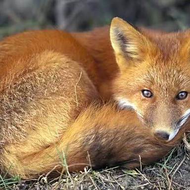 赤狐-038_百度百科