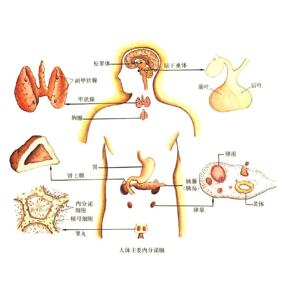 腺体 百度百科