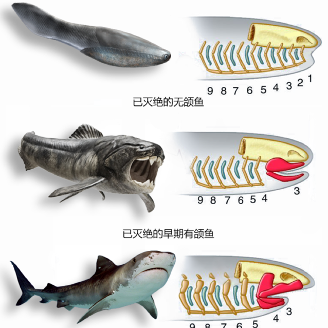 有颌鱼类 百度百科