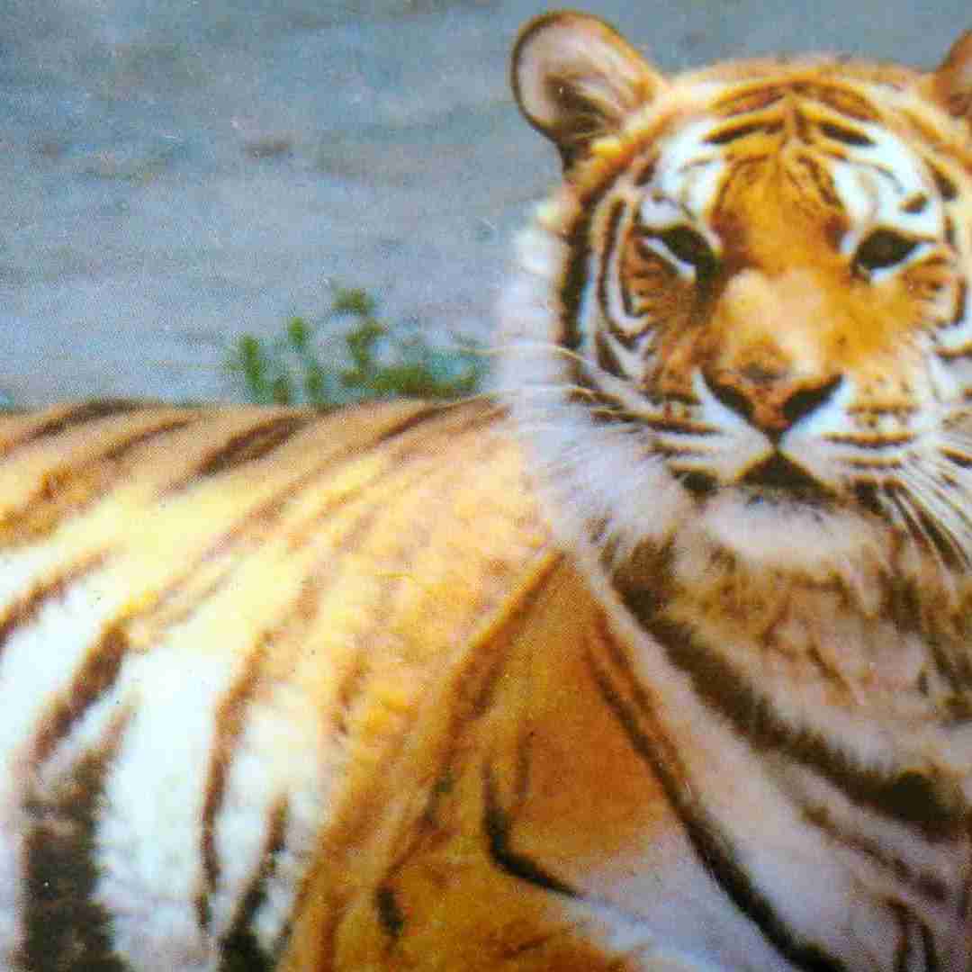 虎类动物 百度百科