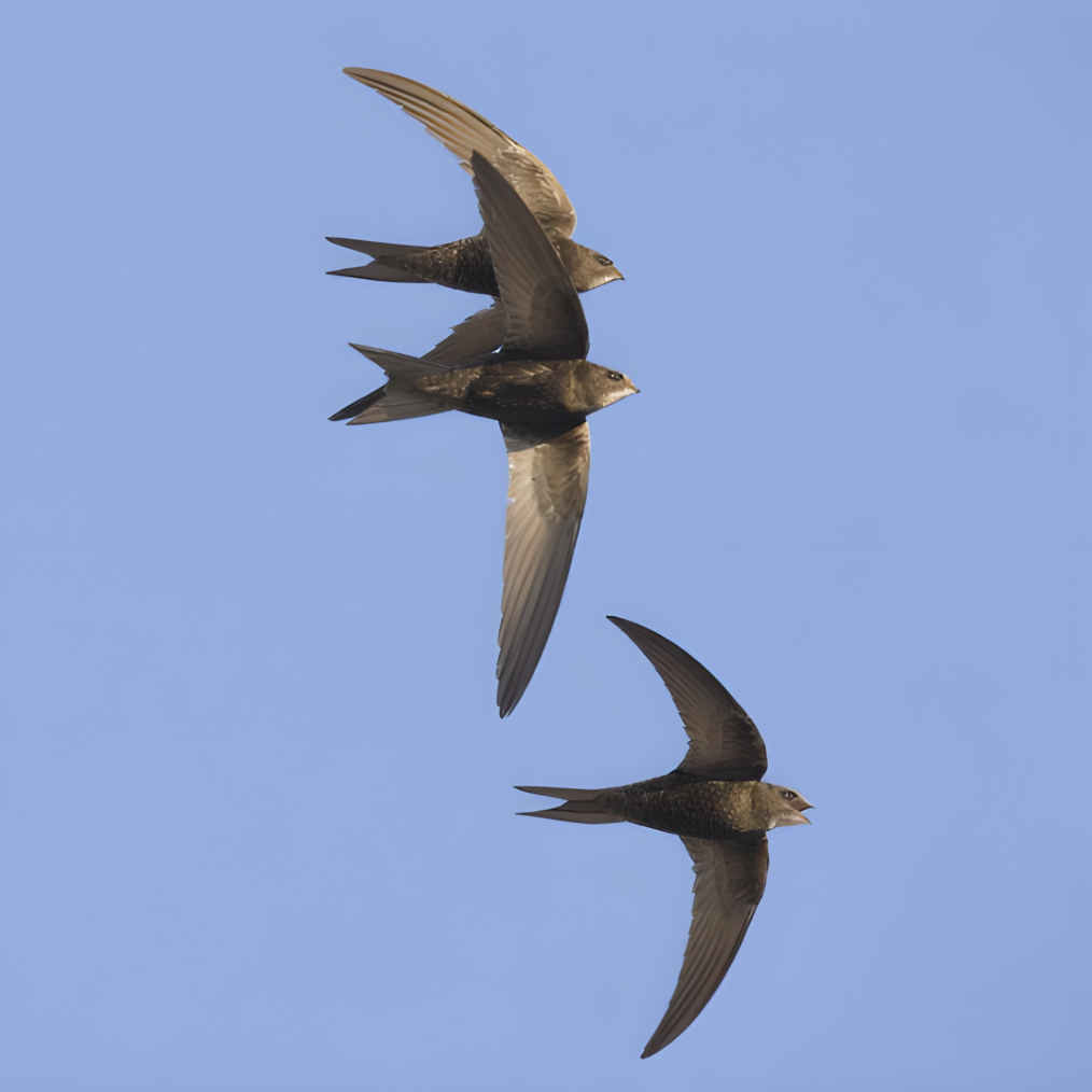 普通雨燕_百度百科