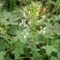 白花菜 百度百科