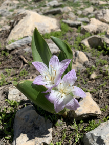 Colchicum kurdicum
