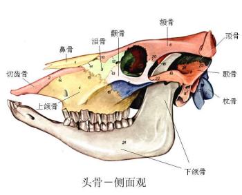 面颅骨_百度百科