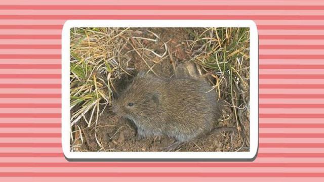 原来山地田鼠长这样