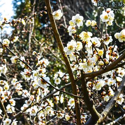 梅花谷 百度百科