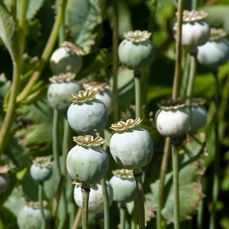 罂粟果 植物罂粟花的果实 百度百科