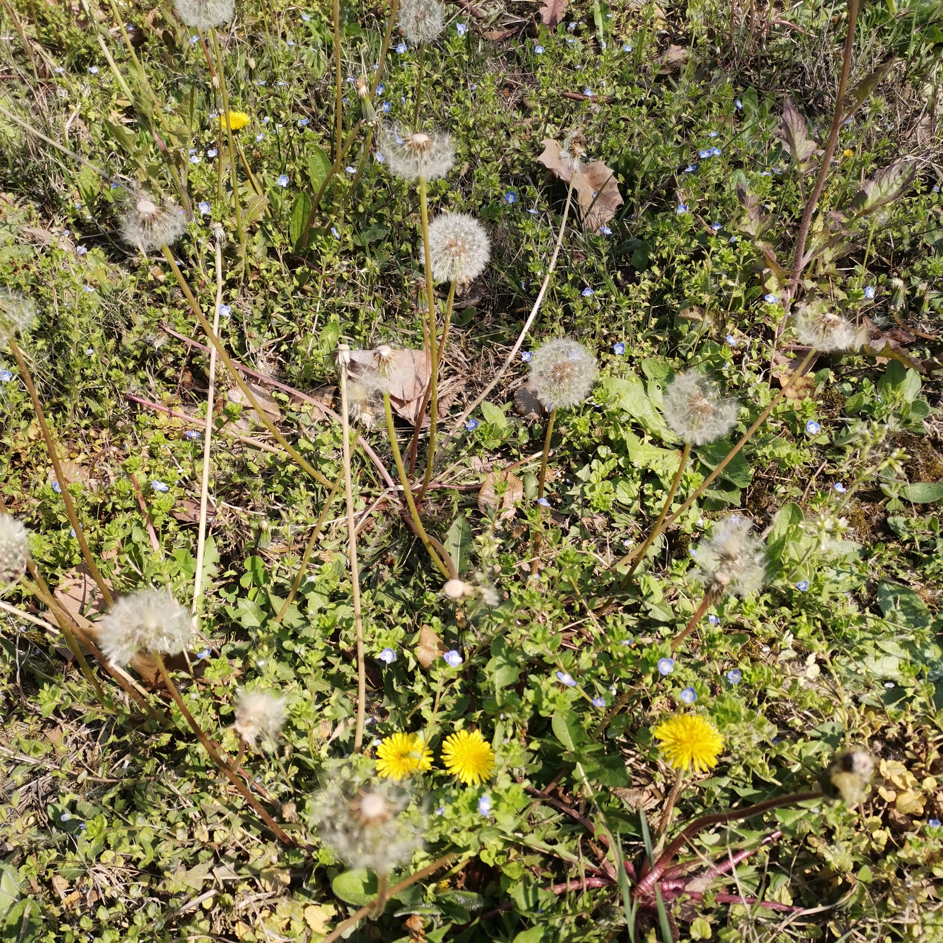蒲公英 菊科蒲公英属植物 百度百科