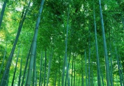 麻竹_百度百科