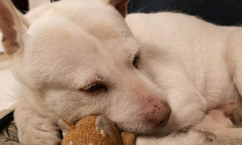 下司犬 百度百科