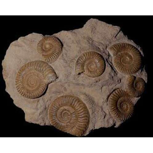 菊石化石_百度百科