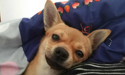 小鹿犬 百度百科