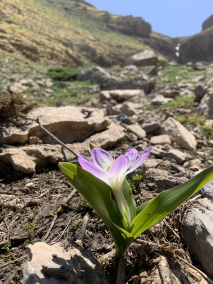 Colchicum kurdicum