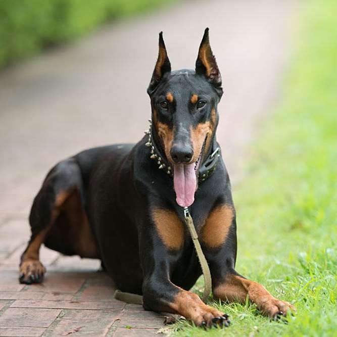 杜宾犬 犬科犬属的家犬 百度百科