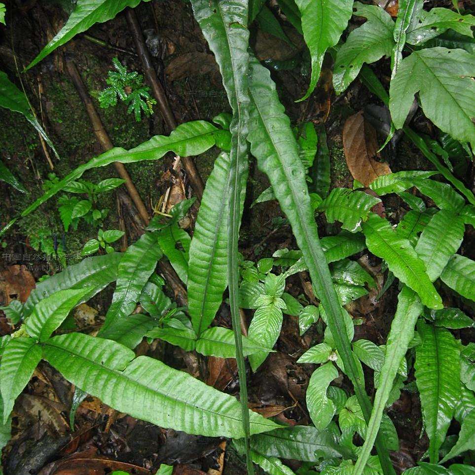 南仁实蕨_百度百科