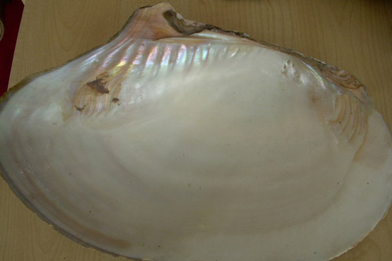 淡水貝 百度百科