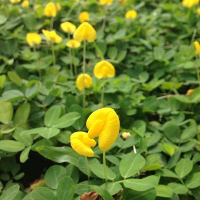 蔓花生 百度百科