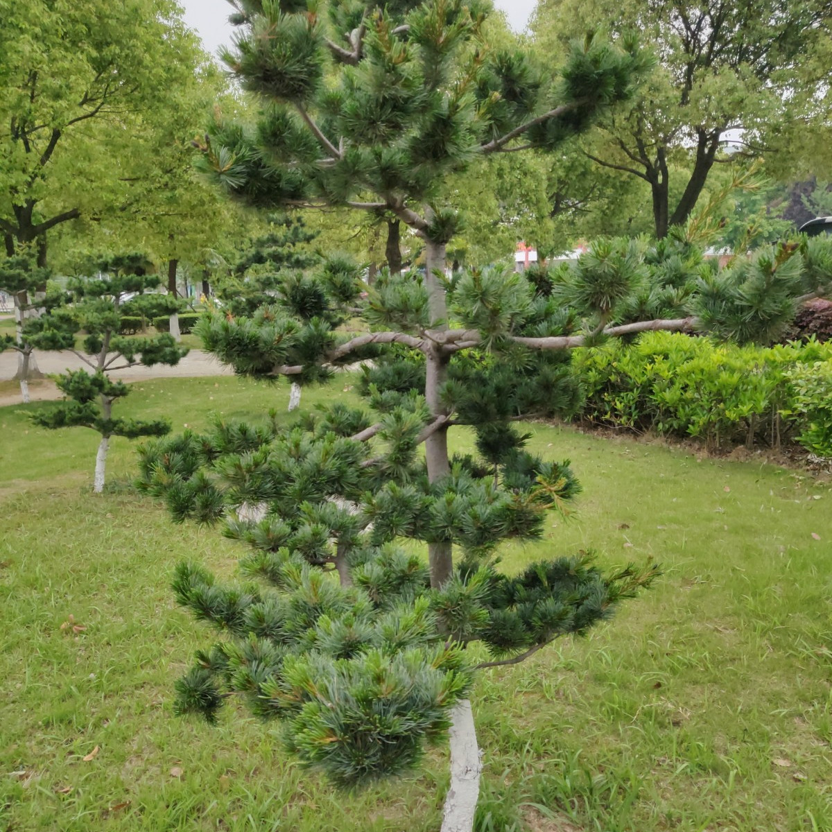 日本五针松_百度百科
