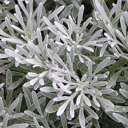 芙蓉菊属
