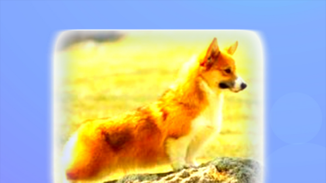 卡狄根威尔斯高基犬 百度百科