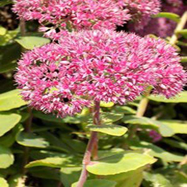 Sedum 'Pillow Talk'_百度百科