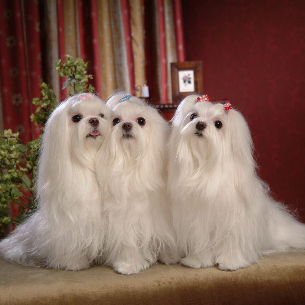 马尔济斯犬 百度百科