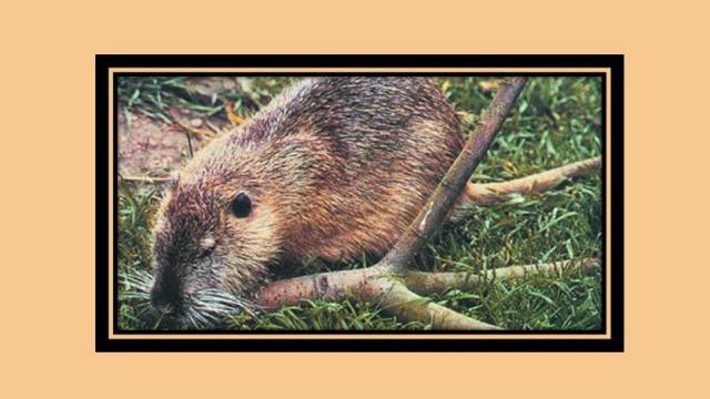 原来草狸獭长这样