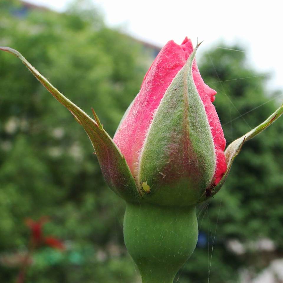 花蕾 词语 百度百科