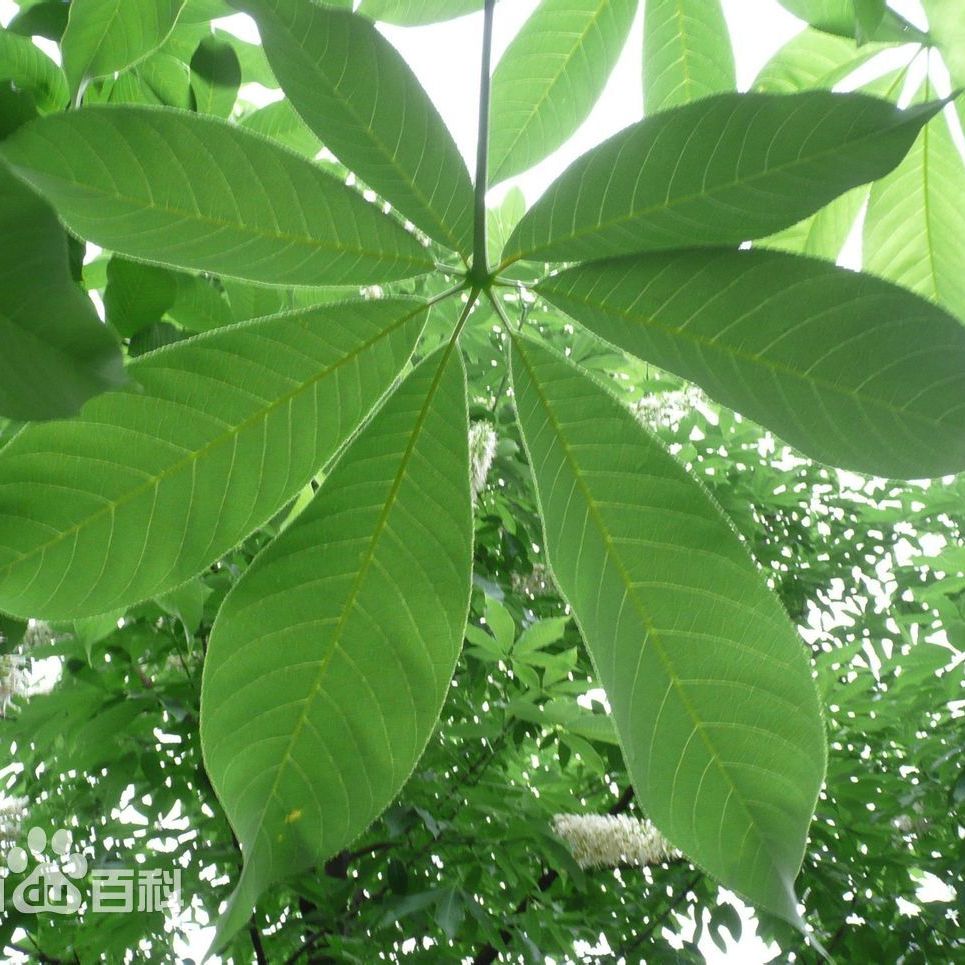 观赏植物 用以观赏的植物 百度百科