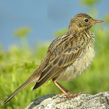 草地鹨 百度百科